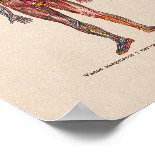 Spanische Vintage Anatomie Druckarterien Venen Poster (Ecke)