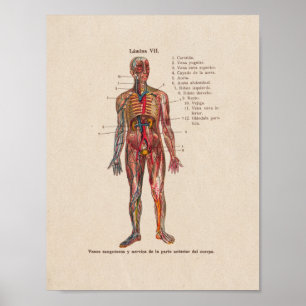 Spanische Vintage Anatomie Druckarterien Venen Poster