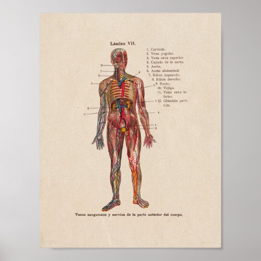 Spanische Vintage Anatomie Druckarterien Venen Poster (Vorne)