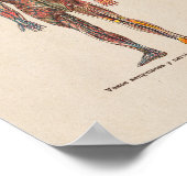 Spanische Vintage Anatomie DruckNervensystem Poster (Ecke)