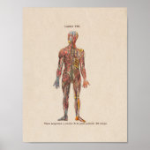 Spanische Vintage Anatomie DruckNervensystem Poster (Vorne)