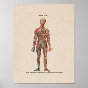 Spanische Vintage Anatomie DruckNervensystem Poster