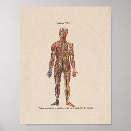 Spanische Vintage Anatomie DruckNervensystem Poster (Vorne)