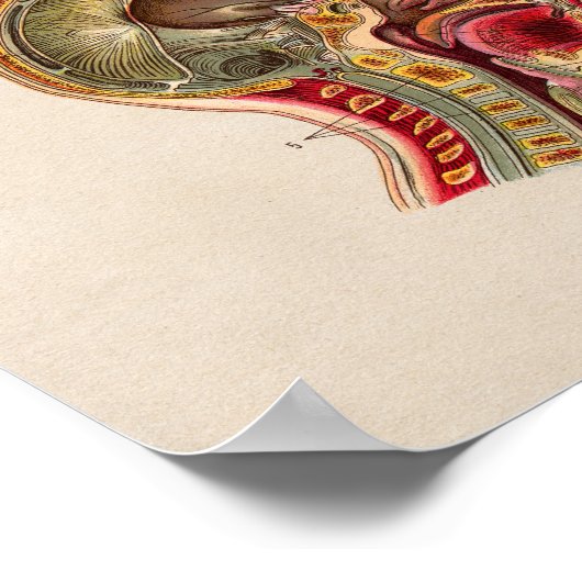 Spanische Vintage Anatomie Poster (Ecke)