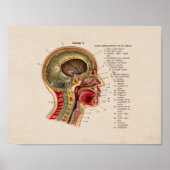 Spanische Vintage Anatomie Poster (Vorne)