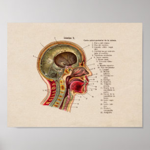 Spanische Vintage Anatomie Poster