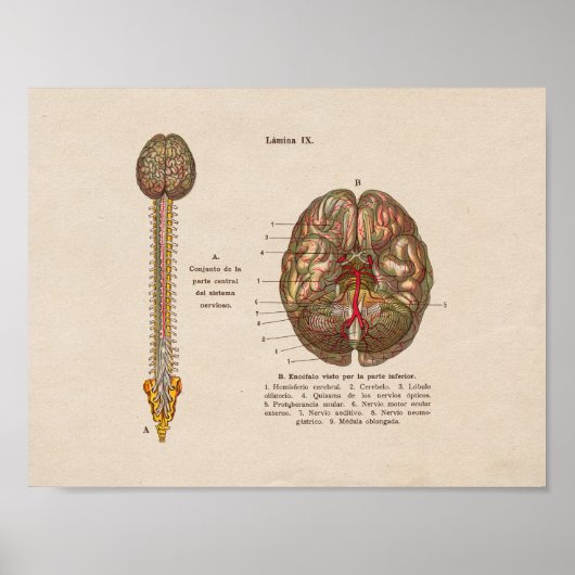 Spanische Vintage Anatomie Print Brain Spine Poster (Vorne)