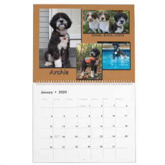 Spanische Wasserhunde 2020 Kalender