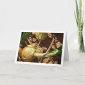 Spanische Zonen in Feld, Lebensmittelfotografie Karte (Vorderseite)