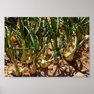Spanische Zwiebeln bei der Ernte Poster