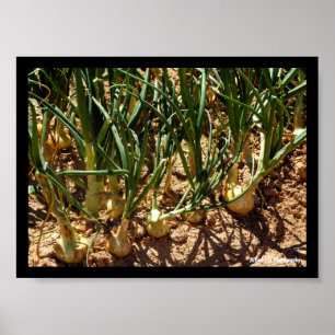 Spanische Zwiebeln bei der Ernte Poster