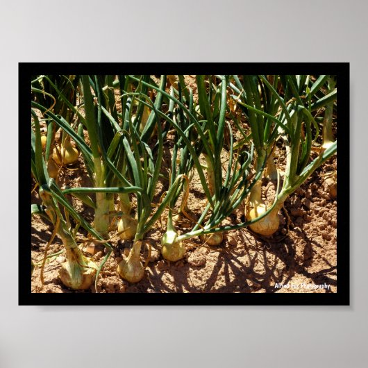 Spanische Zwiebeln bei der Ernte Poster (Vorne)