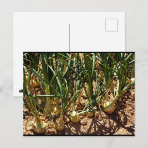 Spanische Zwiebeln bei der Ernte Postkarte