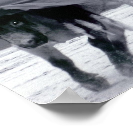 Spanischer Bulldog Poster (Ecke)