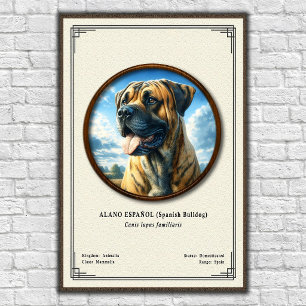 Spanischer Bulldogge (Alano Español) Zoologie-Seri Poster