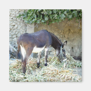 Spanischer Eselphotographiemagnet Magnet
