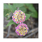 Spanischer FlaggeLantana Camara Fliese (Vorderseite)