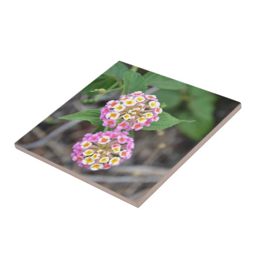 Spanischer FlaggeLantana Camara Fliese (Seite)