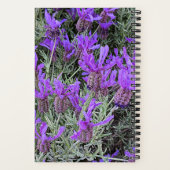 Spanischer Lavender Blooms floral Notizblock (Rückseite)