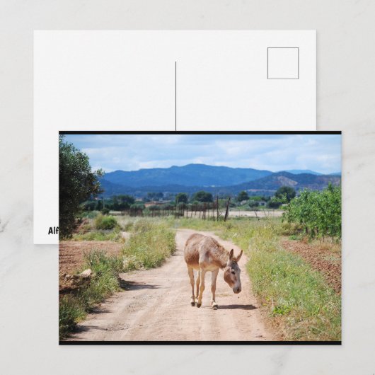 Spanischer Maulesel auf Landstraße Postkarte (Vorne/Hinten)