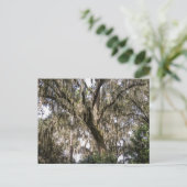 Spanischer Moos #1 Postkarte (Stehend Vorderseite)