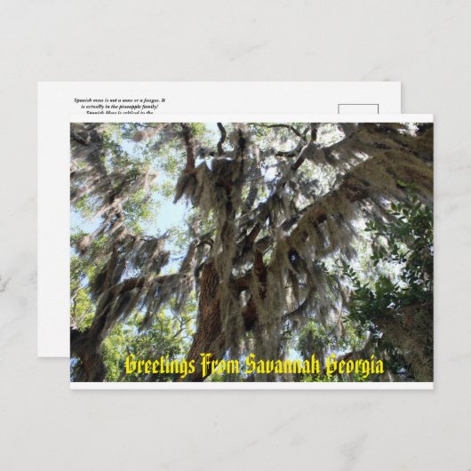 Spanischer Moos Alter Süden Postkarte (Vorne/Hinten)