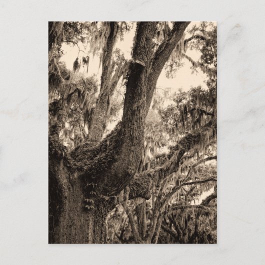 Spanischer Moos mit Live-Eiche in Sepia-Tönen Postkarte (Vorderseite)