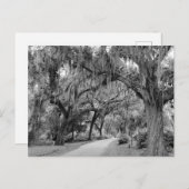 Spanischer Moos, Park Postkarte (Vorne/Hinten)