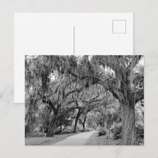 Spanischer Moos, Park Postkarte (Vorne/Hinten)