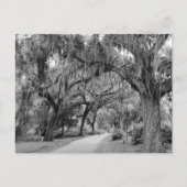 Spanischer Moos, Park Postkarte (Vorderseite)