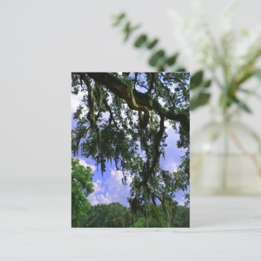 Spanischer Moos Postkarte (Stehend Vorderseite)