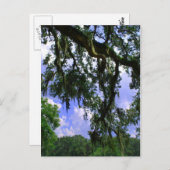 Spanischer Moos Postkarte (Vorne/Hinten)