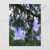 Spanischer Moos Postkarte (Vorderseite)