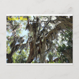 Spanischer Moss Old South Postkarte
