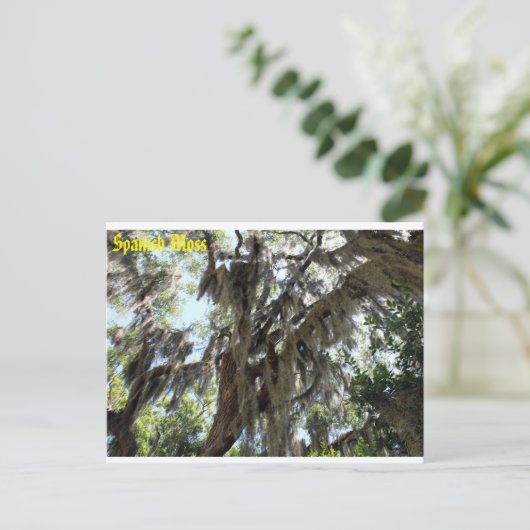 Spanischer Moss Old South Postkarte (Stehend Vorderseite)