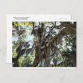 Spanischer Moss Old South Postkarte (Vorne/Hinten)