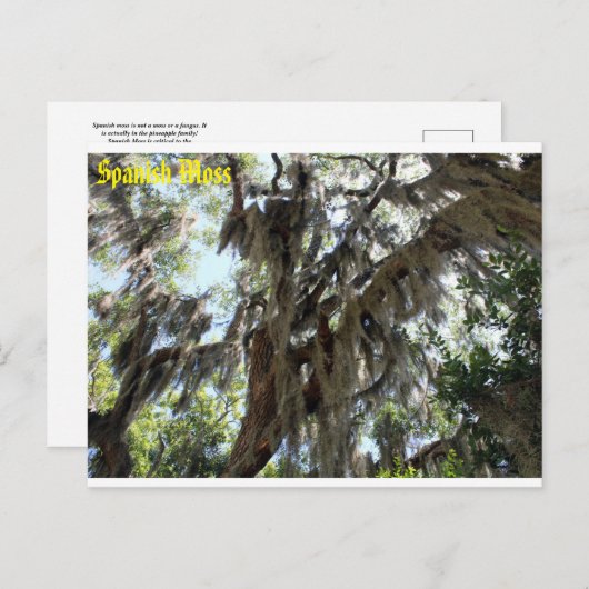 Spanischer Moss Old South Postkarte (Vorne/Hinten)