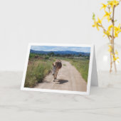 Spanischer Mule auf der Landstraße Karte (Gelbe Blume)