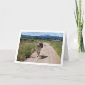 Spanischer Mule auf der Landstraße Karte (Vorderseite)