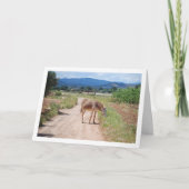 Spanischer Mule auf der Landstraße Karte (Vorderseite)