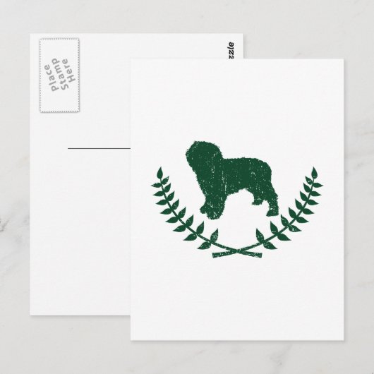 Spanischer Wasserhund Postkarte (Vorne/Hinten)