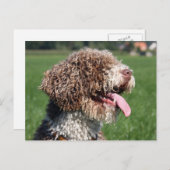 Spanischer Wasserhund Postkarte (Vorne/Hinten)