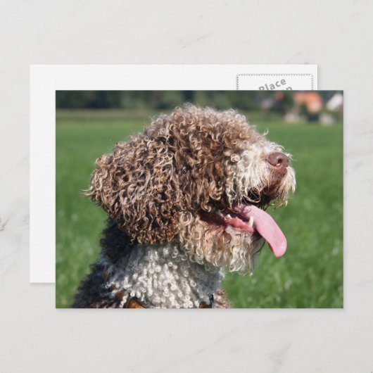 Spanischer Wasserhund Postkarte (Vorne/Hinten)