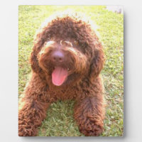 spanischer Wasserhund w toy.png
