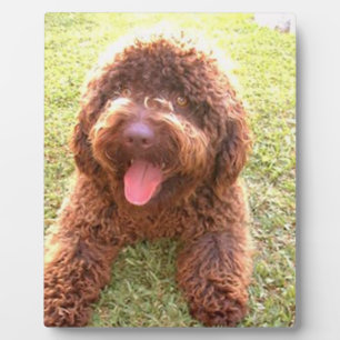 spanischer Wasserhund w toy.png Fotoplatte