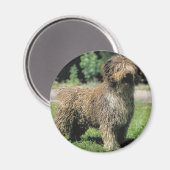 Spanischer Wasserhundemagnet Magnet (Vorderseite/Rückseite)