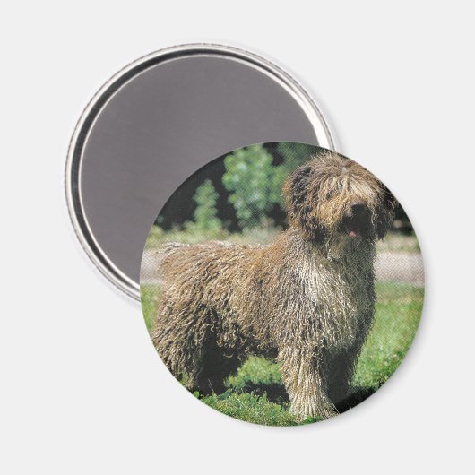 Spanischer Wasserhundemagnet Magnet (Vorderseite/Rückseite)
