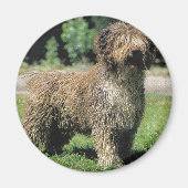 Spanischer Wasserhundemagnet Magnet (Vorne)