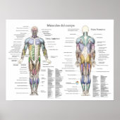 Spanisches Menschenmuskelanatomisches Poster (Vorne)