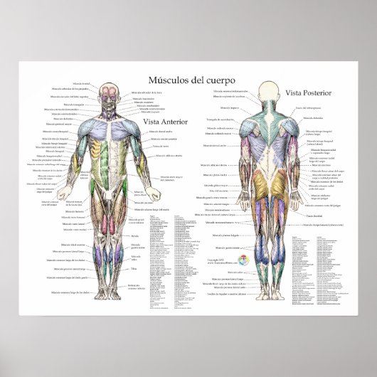 Spanisches Menschenmuskelanatomisches Poster (Vorne)